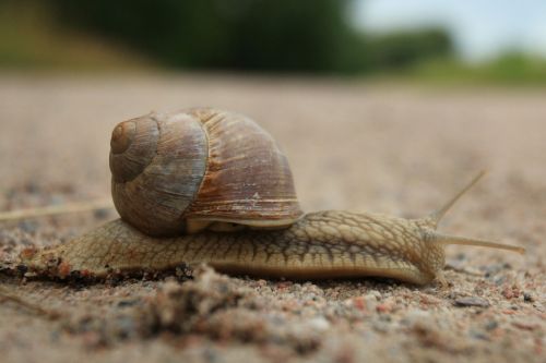 snail animal molluscum