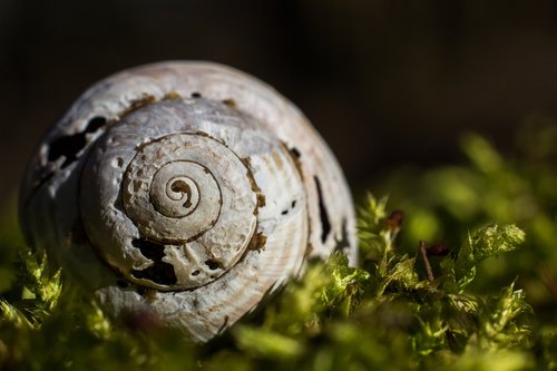 snail  nature  forest
