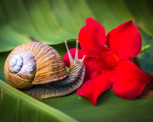 snail  reptile  shell