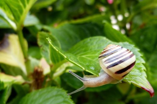 snail garden tape worm leaf