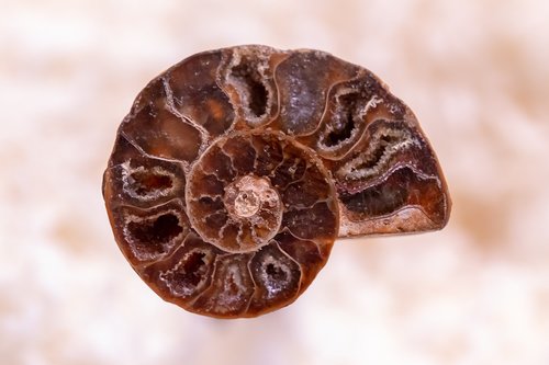 snail  petrified  spiral