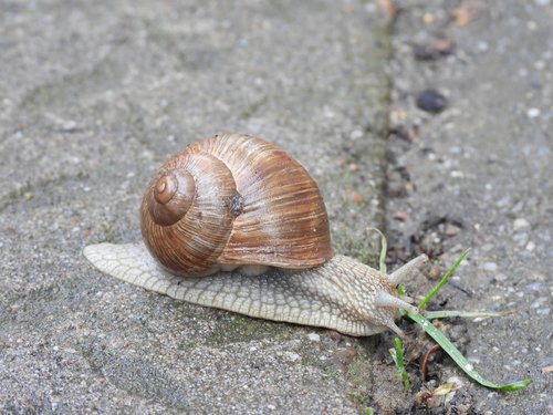 snail  spring  winniczek