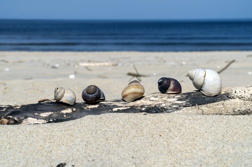 snail  beach  sea