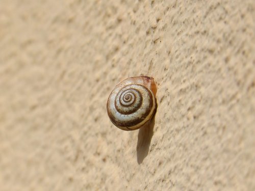 snail  contrast  spiral