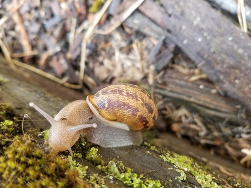 snail  nature  garden