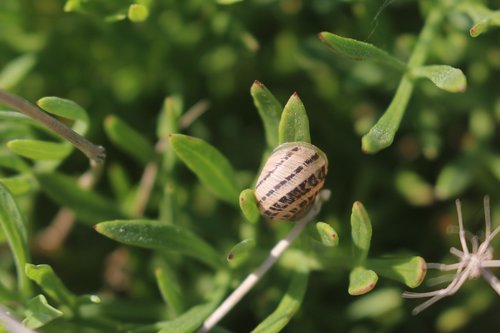 snail  nature  spiral