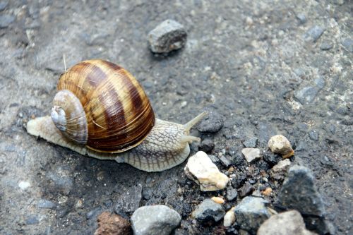 snail slowly nature