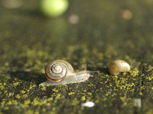 snail  seashell  nature