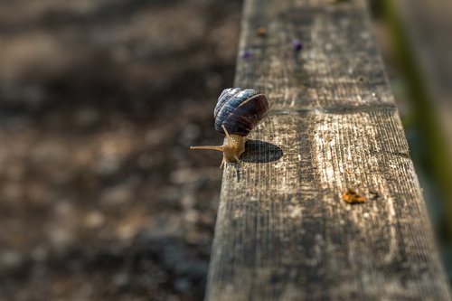 snail  spring  nature