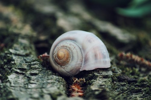 snail  animal  shell