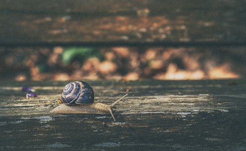 snail  nature  shell