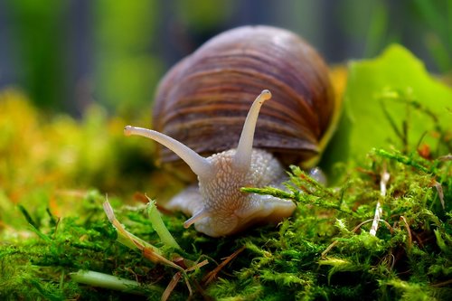 snail  mollusk  close up