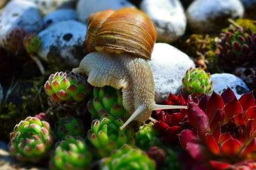snail  wirbellos  mollusk