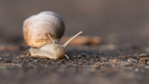 snail  shell  animal