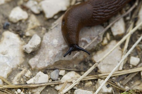 snail slug crawl