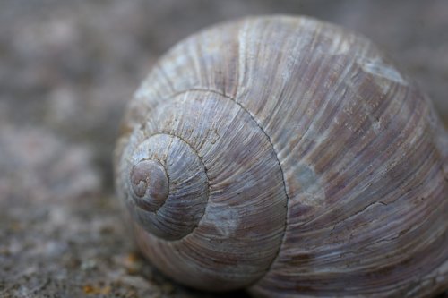 snail  shell  slowly
