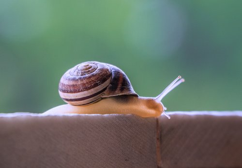 snail  gastropod  molluscum