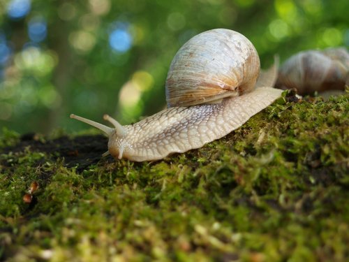 snail  shell  nature