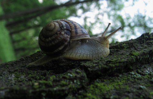 snail  nature  animals