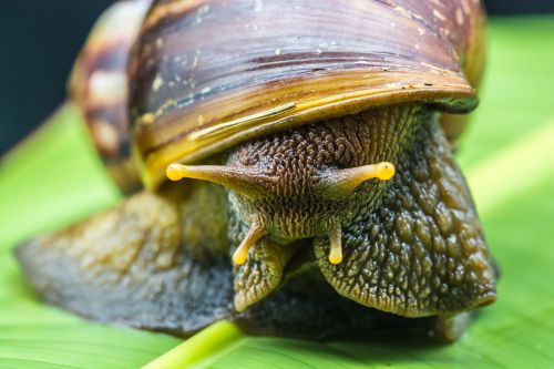 snail slimy land snail