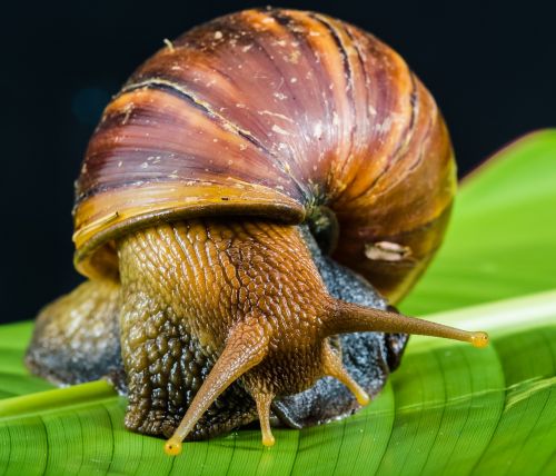 snail slimy land snail