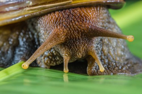 snail slimy land snail