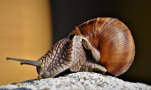 snail  shell  mollusk