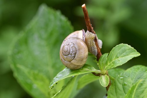 snail  mollusk  nature