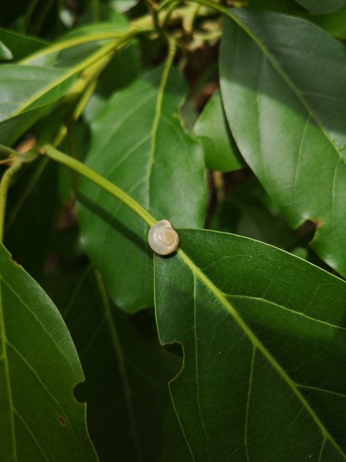 snail  tree  insect