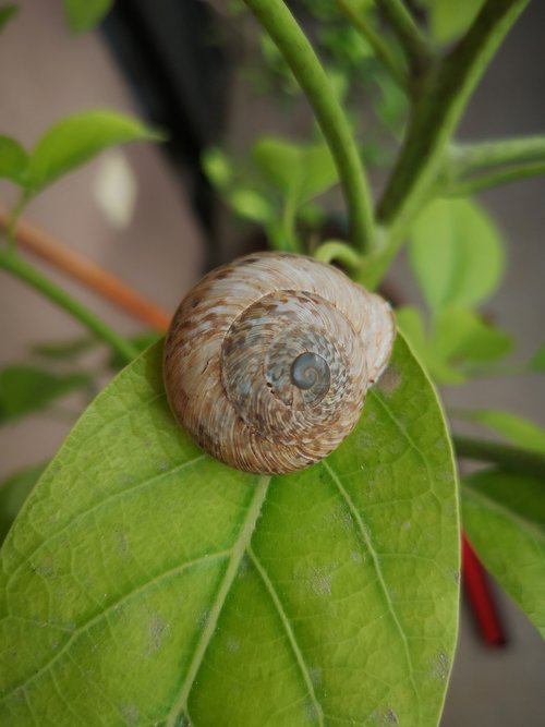 snail  plant  green