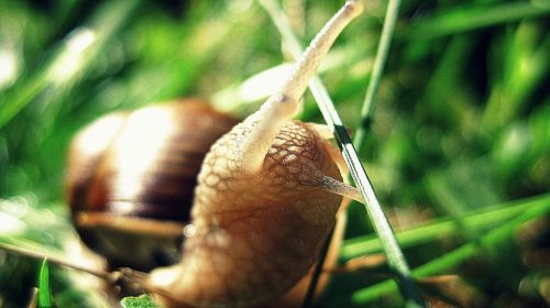 snail green nature