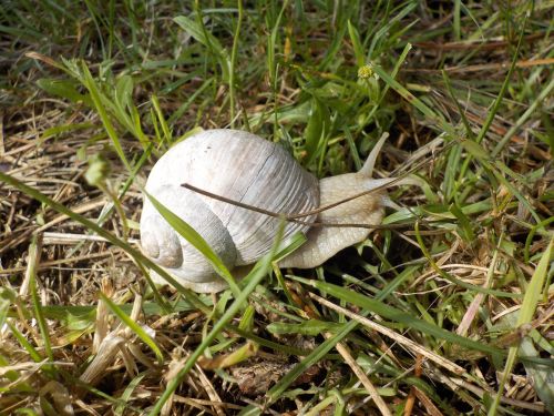 snail nature macro