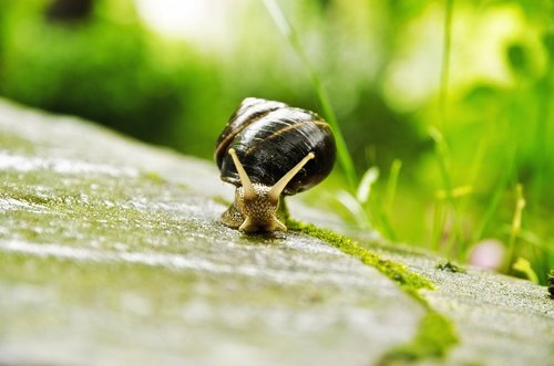 snail  animal world  nature