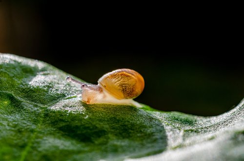 snail  gastropod  petit