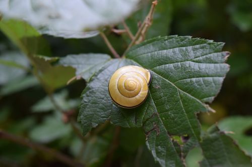 snail leaf foliage