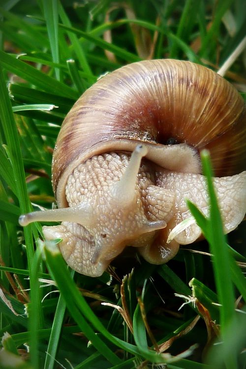 snail csigabiga animal