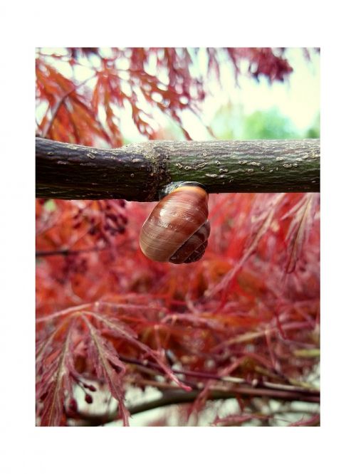 snail branch bush