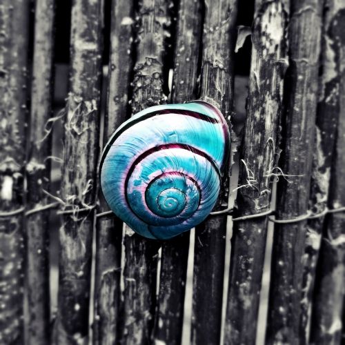 snail turquoise animal