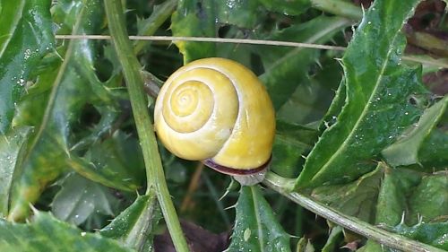 snail nature green