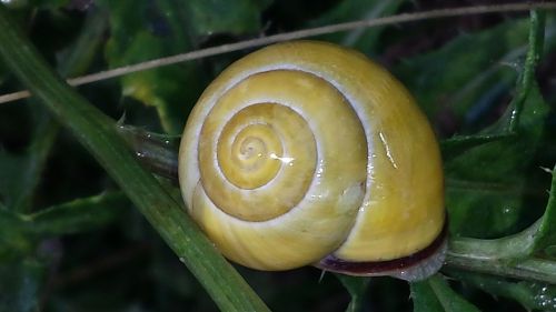 snail nature green