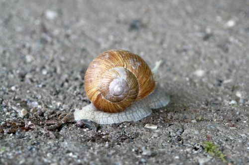 snail slowly nature