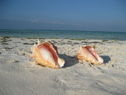 snail landscape beach