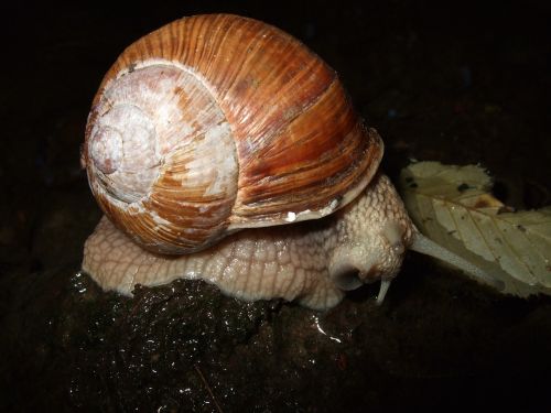 snail shell mucus