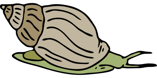 snail shell green
