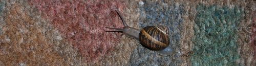 snail clam animal