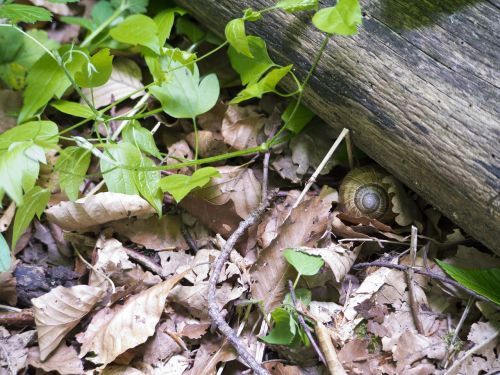 snail leaves