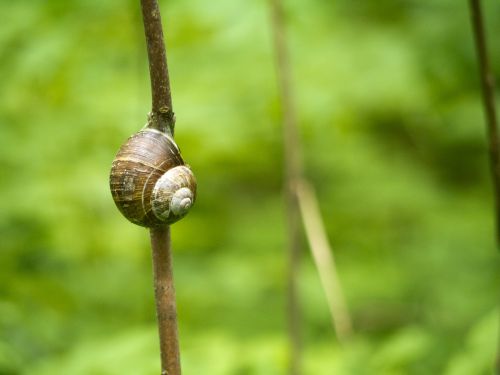 snail branch