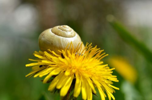 snail shell dandelion