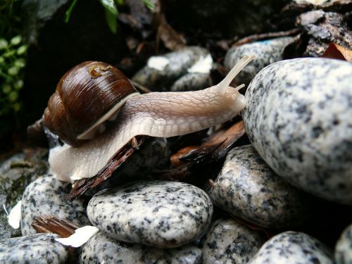 snail stones rain