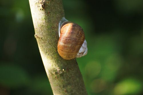 snail animals nature